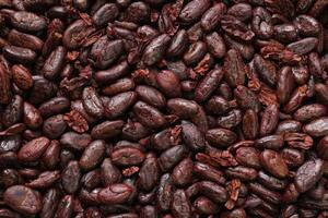 Brown roasted cocoa beans seeds, cocoa bean photo