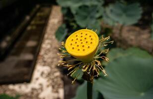 Lotus flower petals without leaves with a bright yellow color and visible holes photo