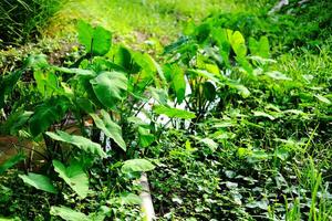 Fresh tripical Elephant ear or Cocoyam leaf plant grows along streams and rice fields in villages and rural area In Thailand photo