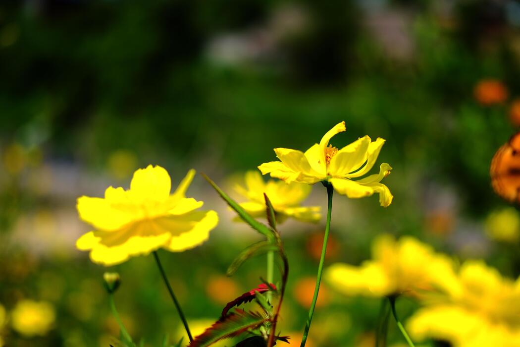 Sprint Flowers Stock Photos, Images and Backgrounds for Free Download