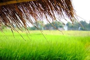 closed up tropical thatched hut Located on a rice field for relaxing and resting after rice farming in thailand photo