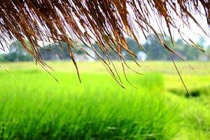 closed up tropical thatched hut Located on a rice field for relaxing and resting after rice farming in thailand photo