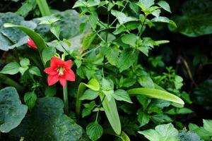 blooming red flower and wildflower in tropical forest photo