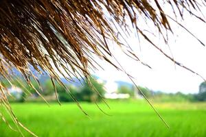 closed up tropical thatched hut Located on a rice field for relaxing and resting after rice farming in thailand photo