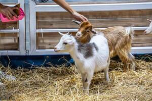 The goat in the stall waiting for food photo