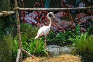 The flamingos are a type of wading bird native to distributed throughout the Americas and Afro-Eurasia photo