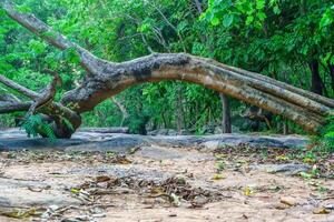 Trees that fall, but their roots are still strong photo