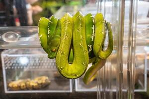 Green tree python photo