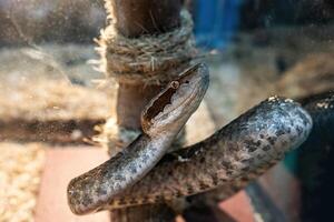 Snake in the acrylic cabinet waiting to be sold. It's a popular pet in Thailand photo