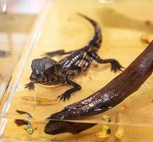 Dwarf crocodile is the smallest type of crocodile in the world. photo