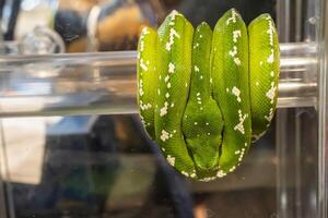 Green tree python photo