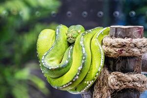 Green tree python photo