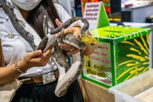 Ball python slithering on a body of person. It's a popular pet in Thailand photo