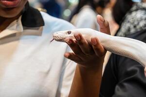 Ball python on people's hand. It's a popular pet in Thailand photo