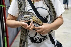 Ball python slithering on a body of person. It's a popular pet in Thailand photo