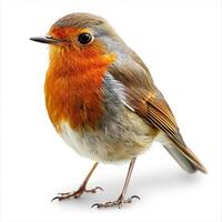 a small bird with a white head and chest photo