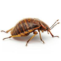 a bed bug on a white background photo