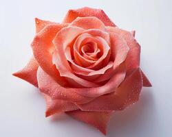 a single rose is shown on a white surface photo