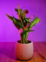 Blooming houseplant calla in the light of a colored lamp photo