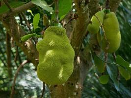 Durian Jackfruit close up high quality. Ripe tropical fruit growing on a tree in a botanical garden in Puerto de la Cruz, Tenerife photo