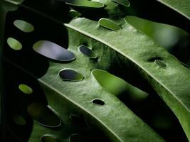 Huge Monstera leaf wet from rain drops close up. Abstract background textured pattern of a leaf with holes and drops. Plant in the botanical garden Puerto de la Cruz, Orotava, Canary Islands, Tenerife photo