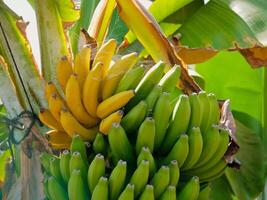 Green unripe and yellow banana fruits growing on a tree branch, the Canary island of Tenerife photo