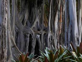 Close up trunk of giant 200 years old tree Ficus Macrophylla Columnaris with many aerial prop roots, growing in the botanical garden Puerto de la Cruz, La Orotava, Canary Islands, Tenerife photo