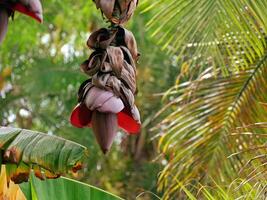 Banana flower growing on a tree branch, the Canary island of Tenerife photo
