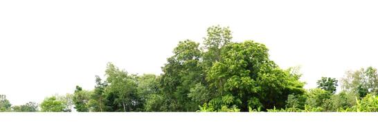 tree line isolate on white background photo