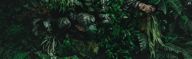 ush green forest with a variety of plants and trees photo