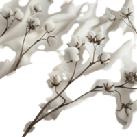 Cotton branches dried flower isolated on transparent background Generative-AI png