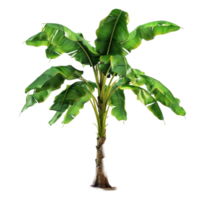 Banana Tree on transparent background Generative-AI png