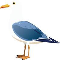 Illustration of a seagull standing with white background vector