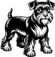 A black and white dog with a beard and a black tail vector