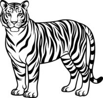 A black and white tiger standing in front of a white background vector