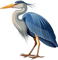 Illustration of a blue heron bird standing with a white background vector