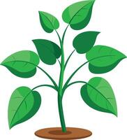 Illustration of a fresh green plant with multiple leaves growing from the soil on white background vector