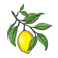 Line drawing of a lemon branch with leaves in color vector