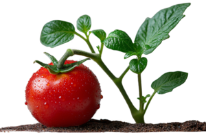 Tomato Plant with Fruit, Leaves, and Stem png