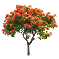 Delonix Regia with Transparent Background png