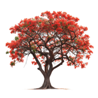Delonix Regia Tree Isolated on Transparent Background png