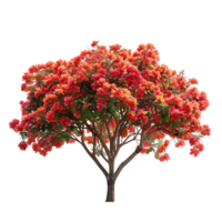 Delonix Regia Tree with Transparent Background Cutout png