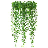 Green Ivy Hanging from a Tree AI-Generative png