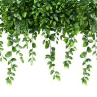 Green Plants Hanging from A Tree AI-Generative png
