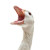 Killer Goose Attacking a Dodgy Looking Long Haired Hippy Bloke with a Camera on Transparent Background png