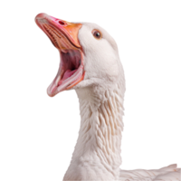 Hissing Goose White Open Bird Photo Background png