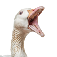 Goose with Mouth Open on Transparent Background png
