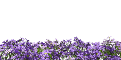 Realistic flowery shrub row foreground cutout transparent backgrounds 3d rendering png