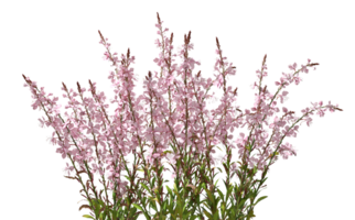 Pink flowery blooming on transparent backgrounds 3d rendering png
