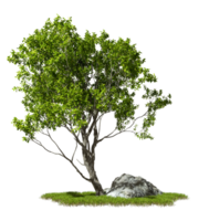 Greenery environmental trees and rocks on transparent backgrounds 3d illustration file png